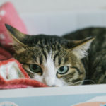 心に余裕が欲しいときにおススメの絵本は……？ 『ねこのセーター』