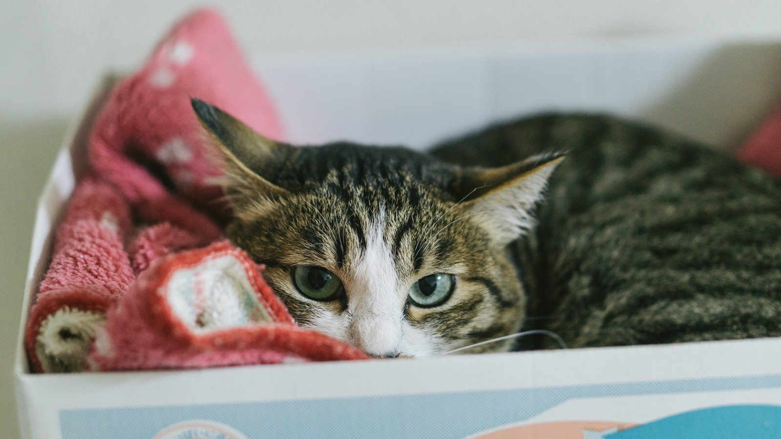 心に余裕が欲しいときにおススメの絵本は……？ 『ねこのセーター』